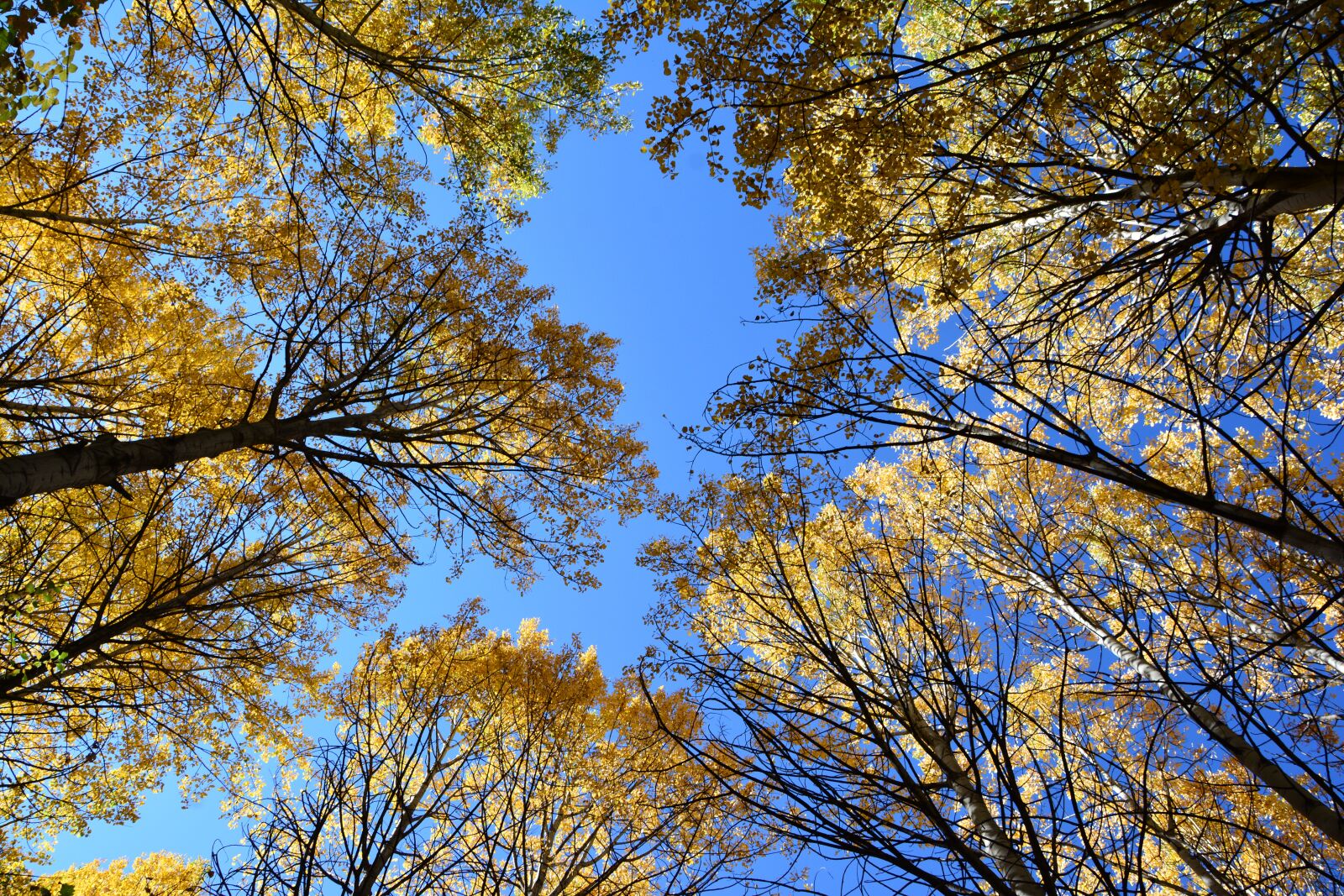 Nikon D7100 sample photo. Autumn, season, nature photography