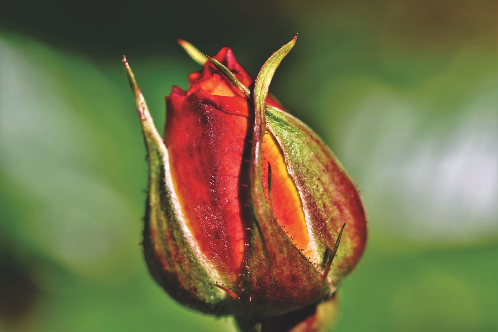 Nikon D7200 sample photo. Rose, rosebud, rose bloom photography