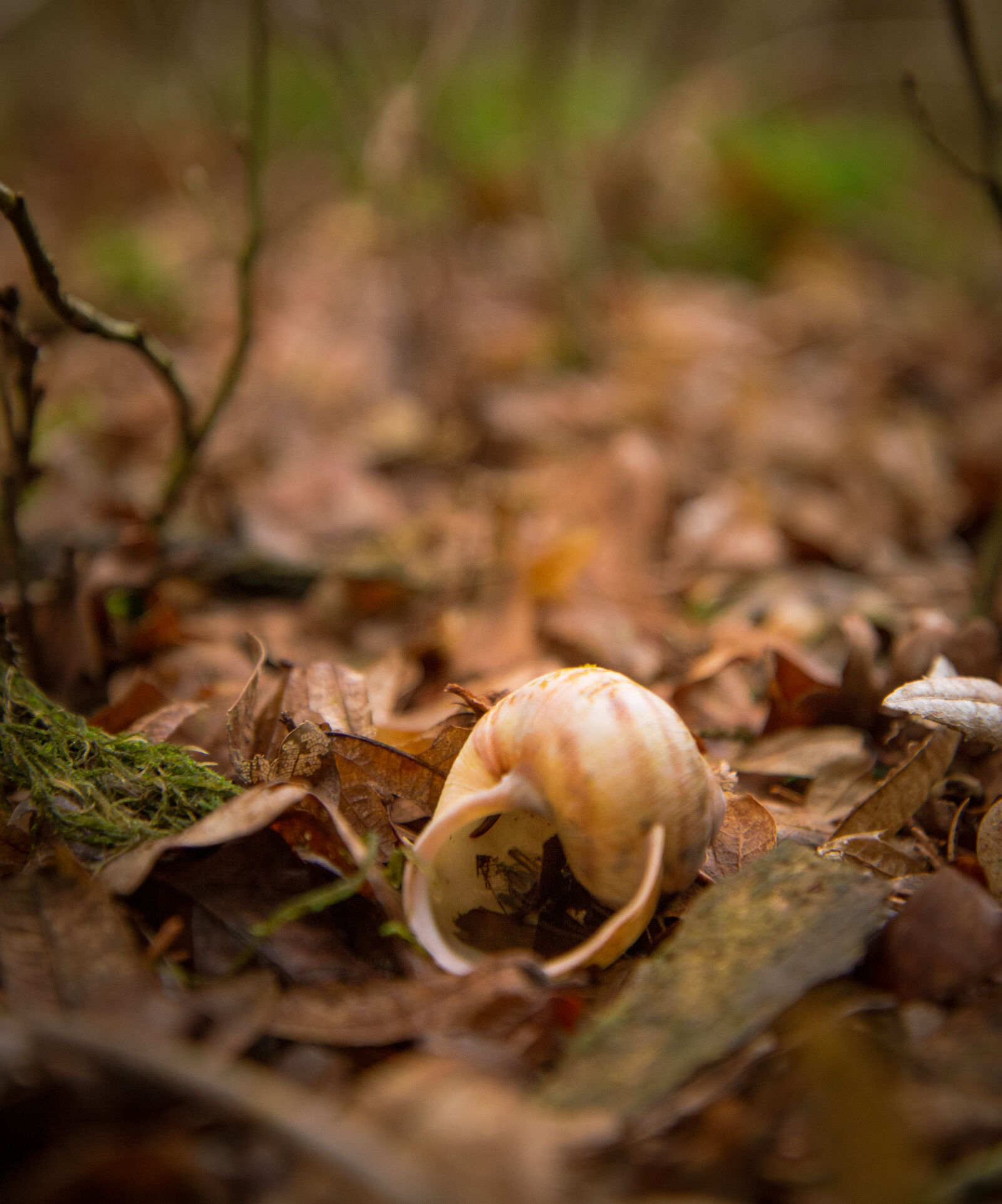 Nikon D610 sample photo. Animal, brown, forest, ground photography