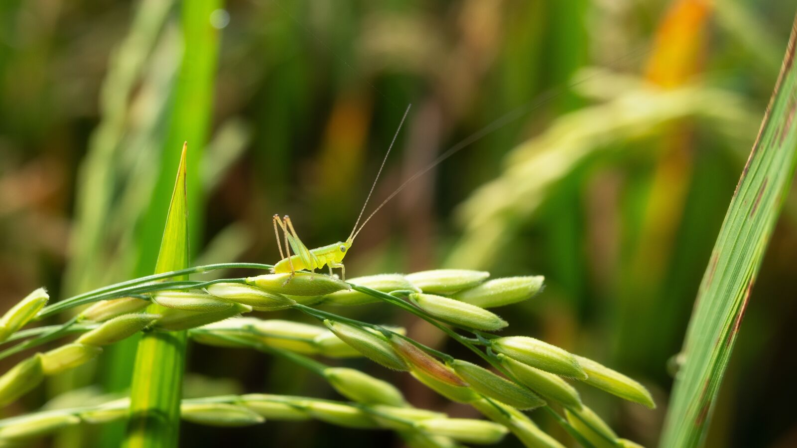 Fujifilm XF10 sample photo. Bugs, locusts, grasshopper photography