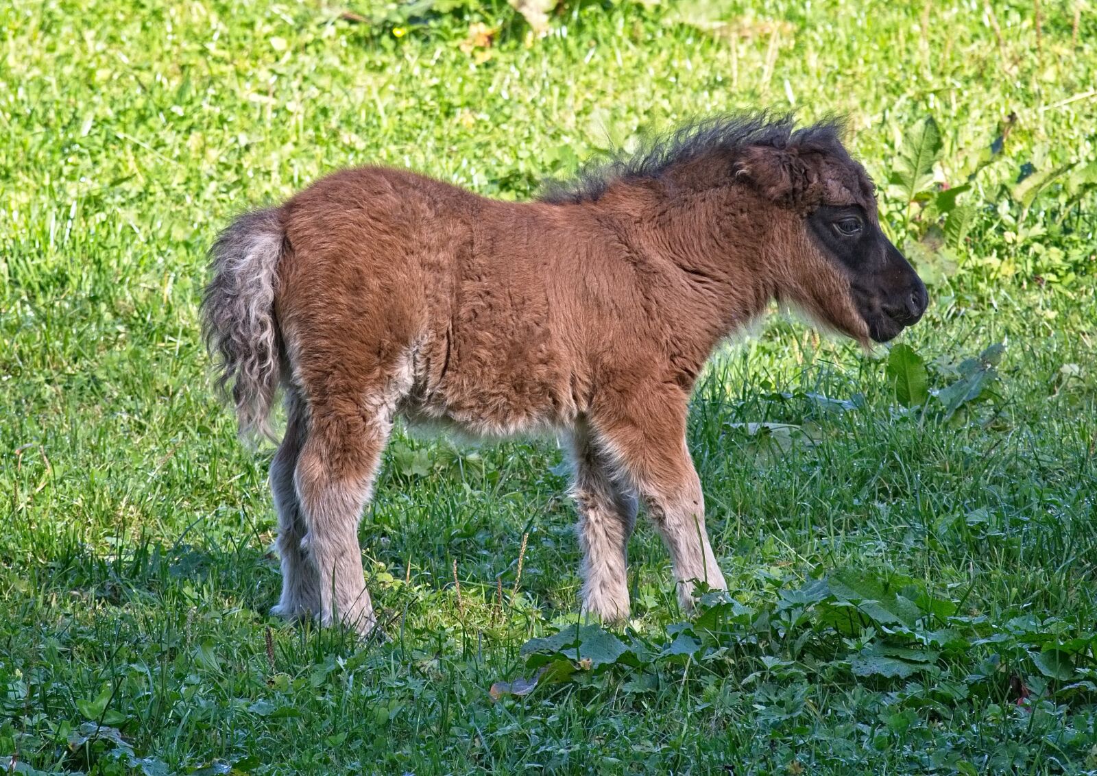 Nikon D7100 sample photo. Pony, foal, animal photography