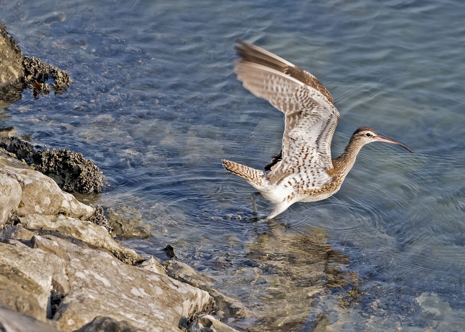 Nikon D5 sample photo. Long billed curlew, bird photography