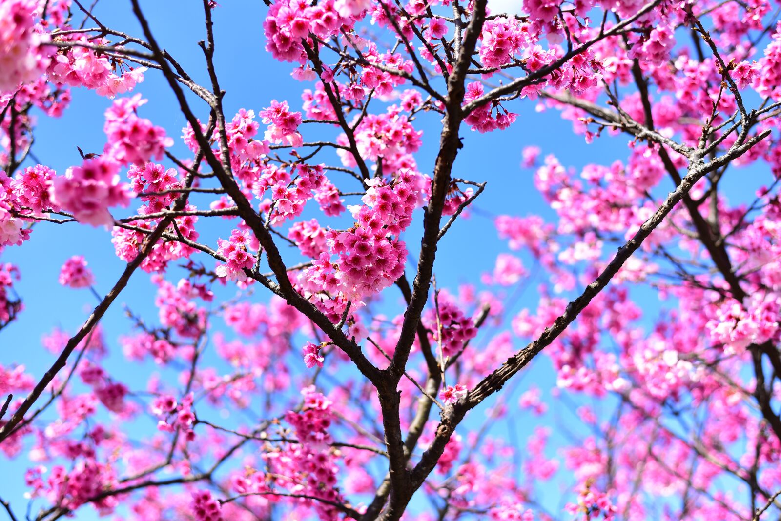 Nikon D750 sample photo. Plant, flower, cherry blossom photography