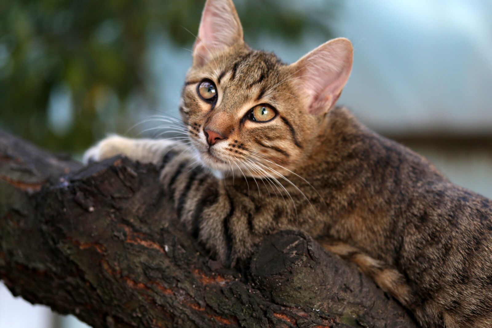 Canon EF-S 60mm F2.8 Macro USM sample photo. Cat, small, cute photography