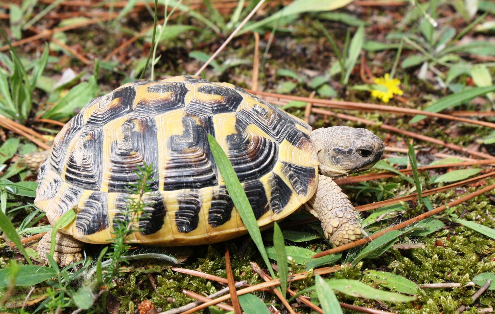 Canon EOS 1000D (EOS Digital Rebel XS / EOS Kiss F) sample photo. Turtle, nature, carapace photography