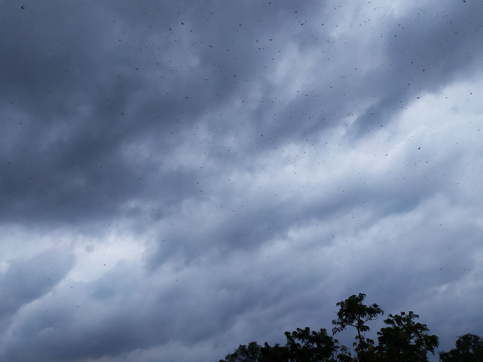 Xiaomi Redmi Note 7 sample photo. Sky, loctus, black photography