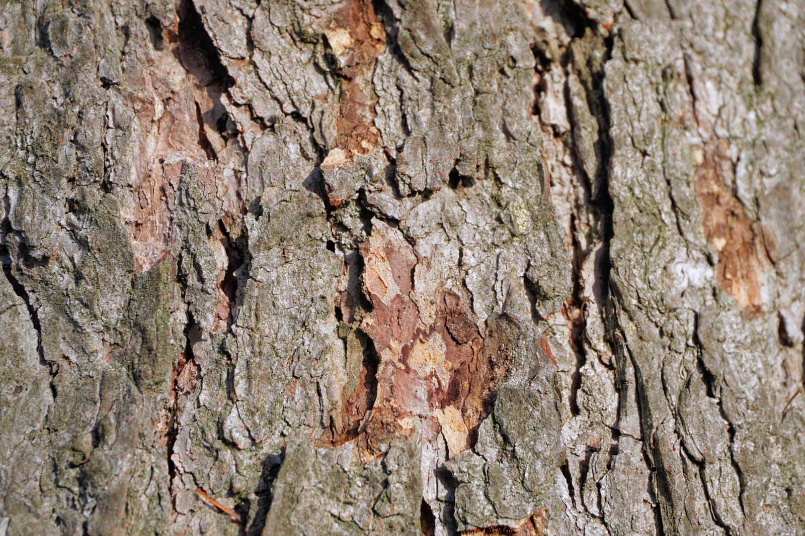 Sony a6000 sample photo. Tree, tree bark, texture photography