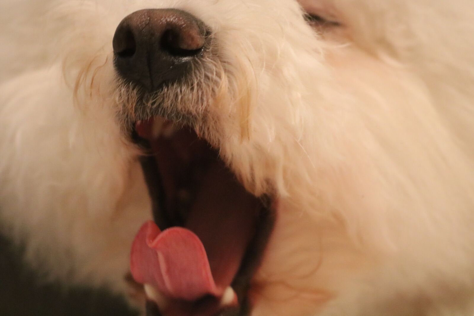 Canon EOS 750D (EOS Rebel T6i / EOS Kiss X8i) sample photo. Dog, white, puppy photography