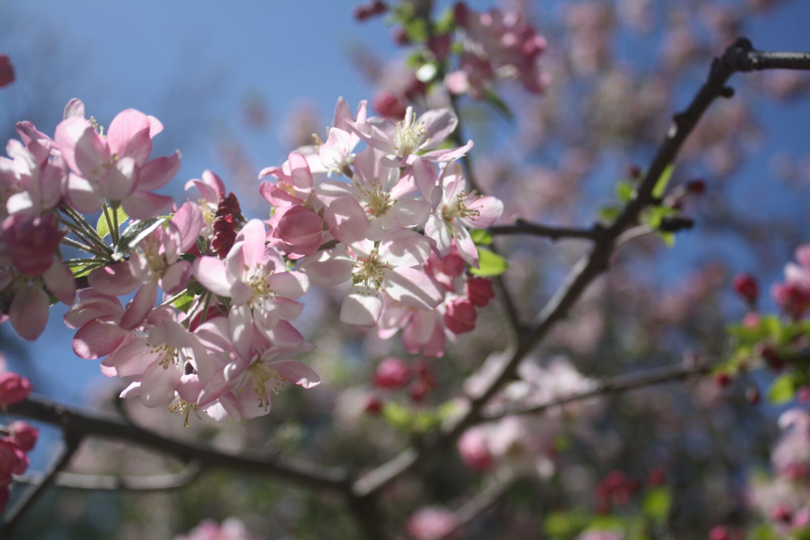 Canon EOS 1000D (EOS Digital Rebel XS / EOS Kiss F) sample photo. Flowers, tree, bush photography
