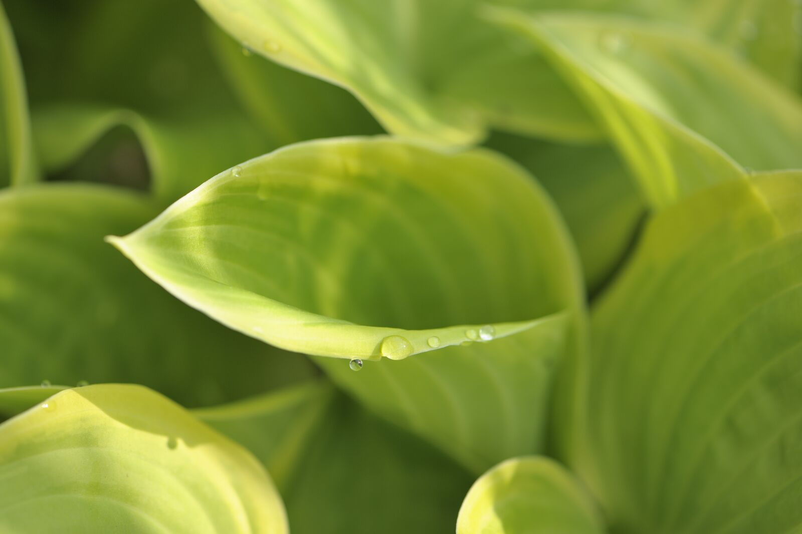 Nikon D700 sample photo. Leaves, sunlight, dew photography