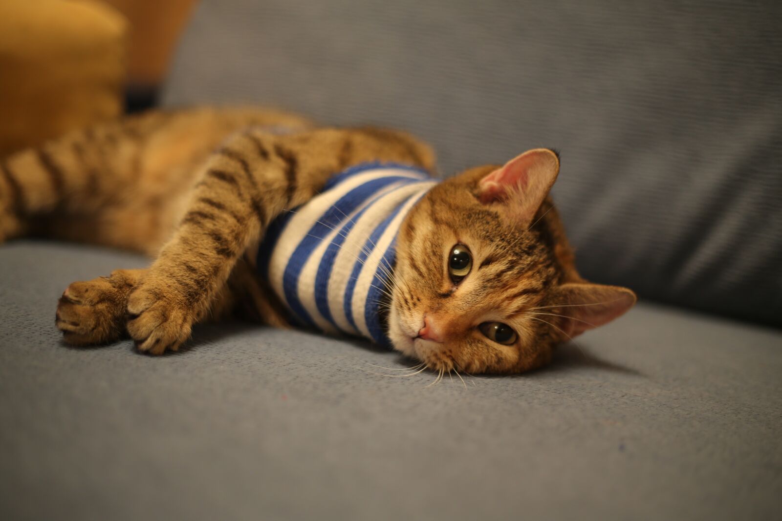 Canon EF 50mm F1.8 II sample photo. Cat, animals, cats photography