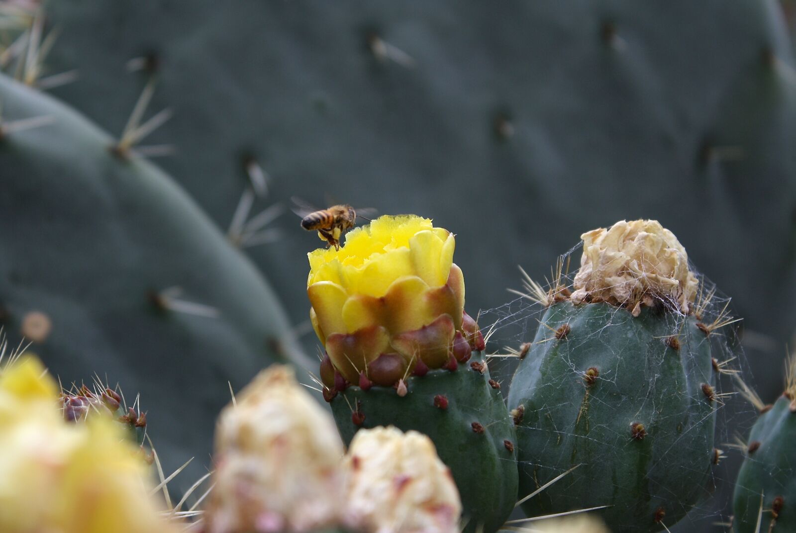 Canon EOS 1000D (EOS Digital Rebel XS / EOS Kiss F) sample photo. Bee, cactus, botanical photography