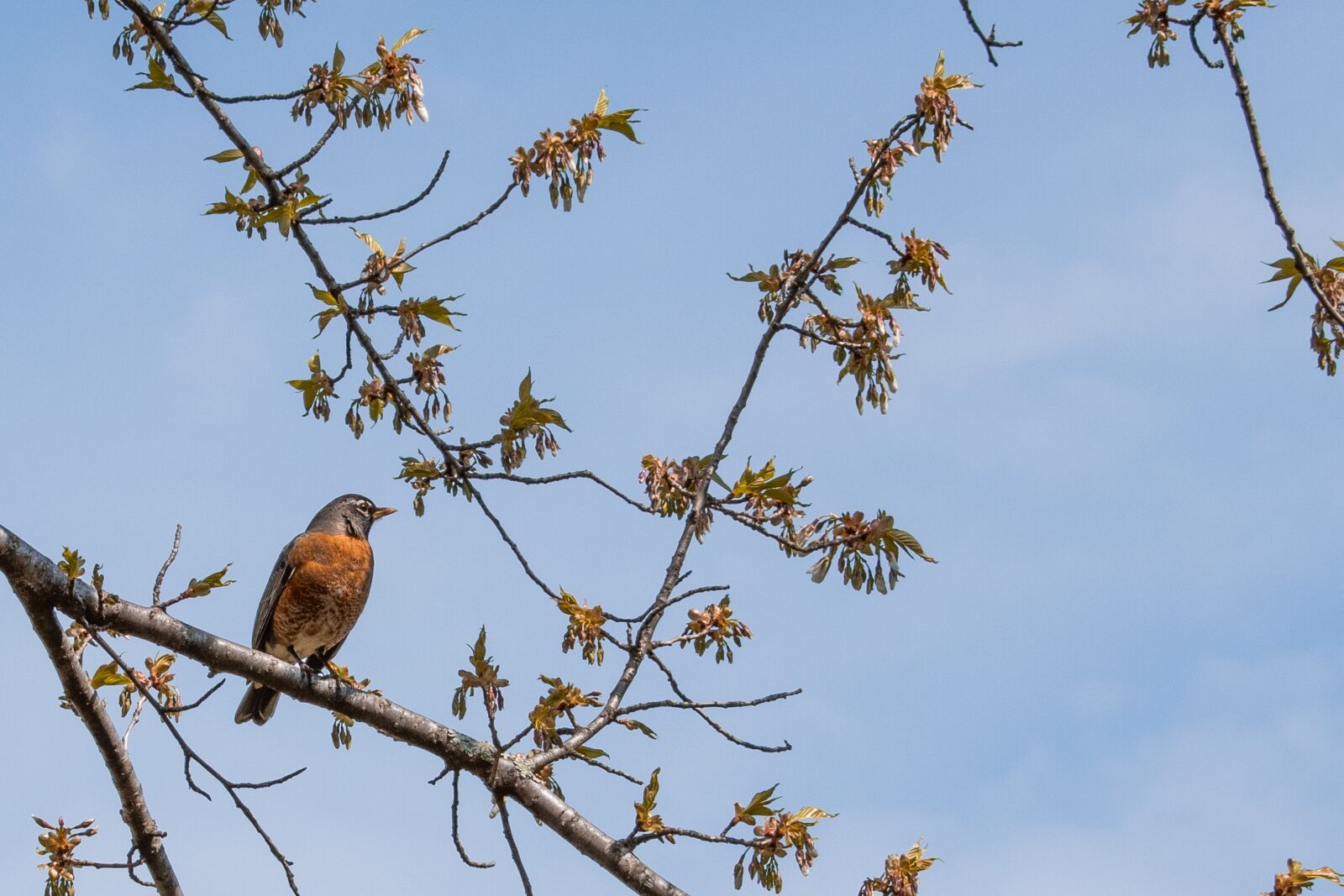Nikon D5600 sample photo. American, robin, sky photography