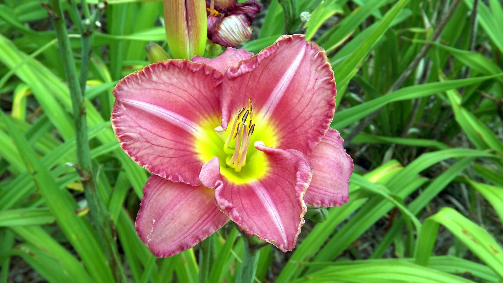 Fujifilm FinePix S3400 sample photo. Flora, flowers, daylilies photography