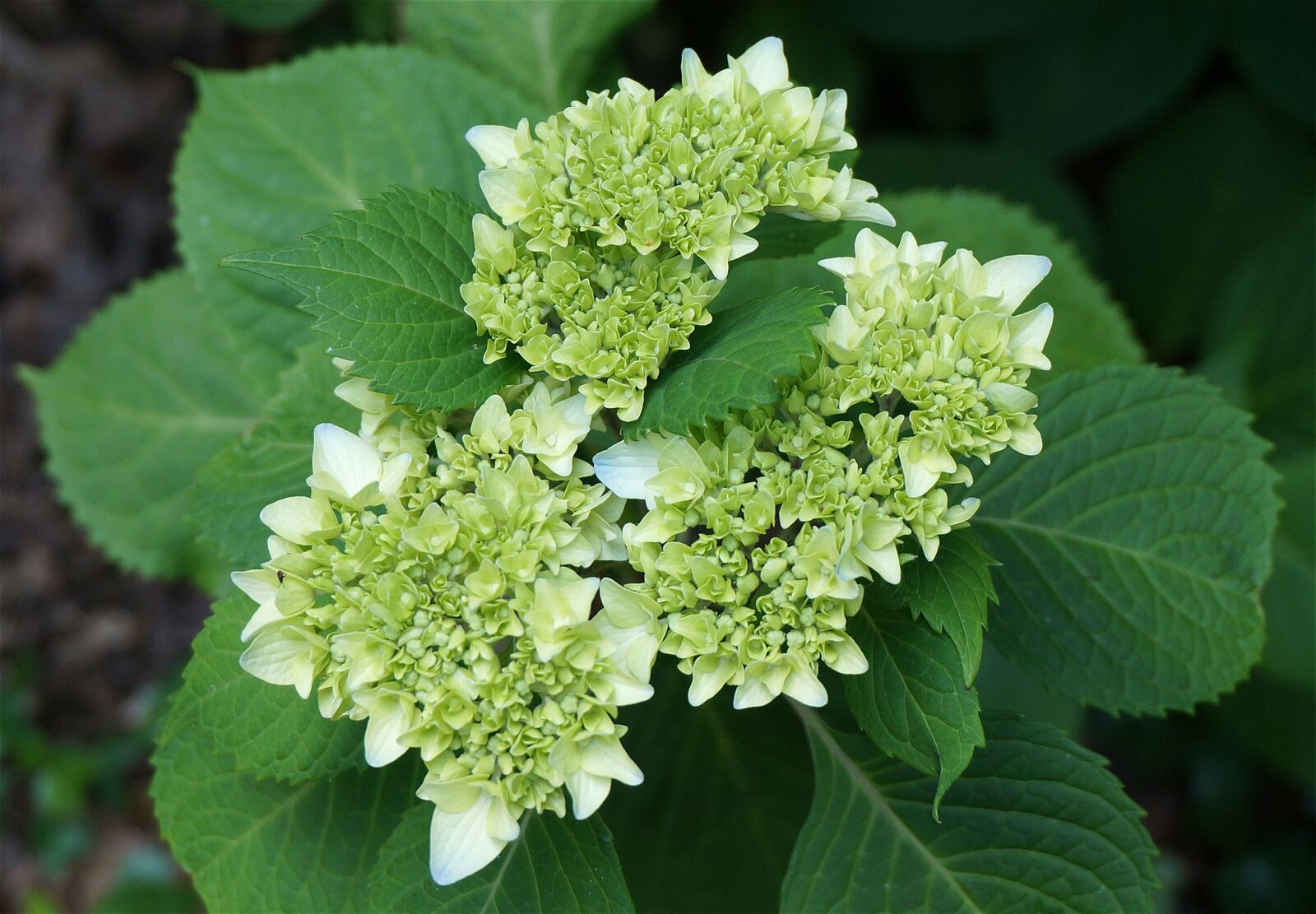 Sony Alpha NEX-5T sample photo. Blue hydrangea, hydrangea, buds photography