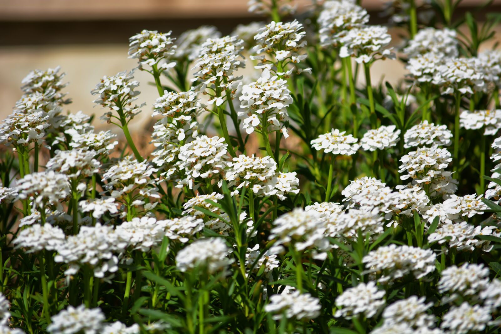 Nikon D5200 sample photo. Flowers, spring, flower bed photography