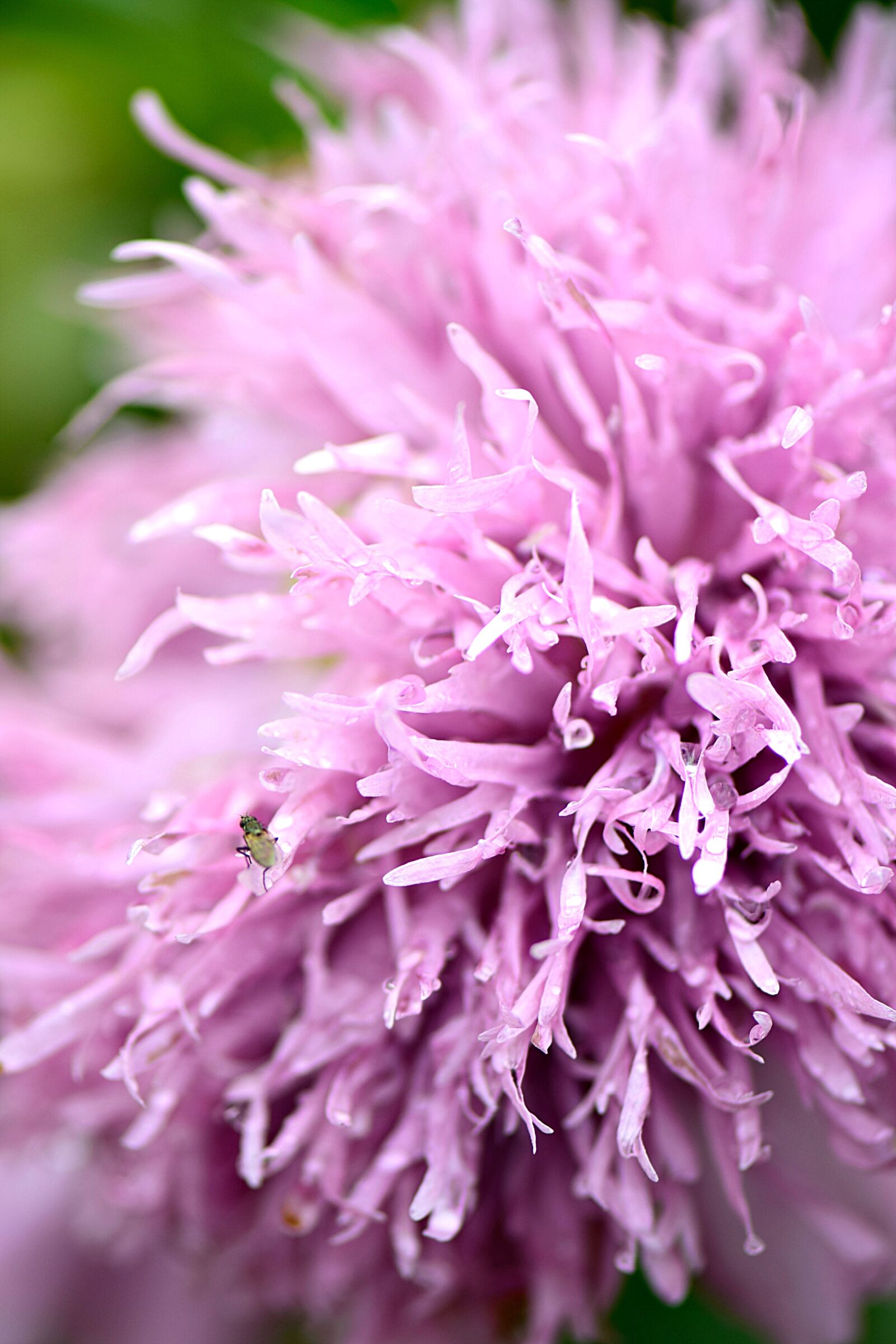 Nikon D5300 sample photo. Poppy, fuzzy, insect photography
