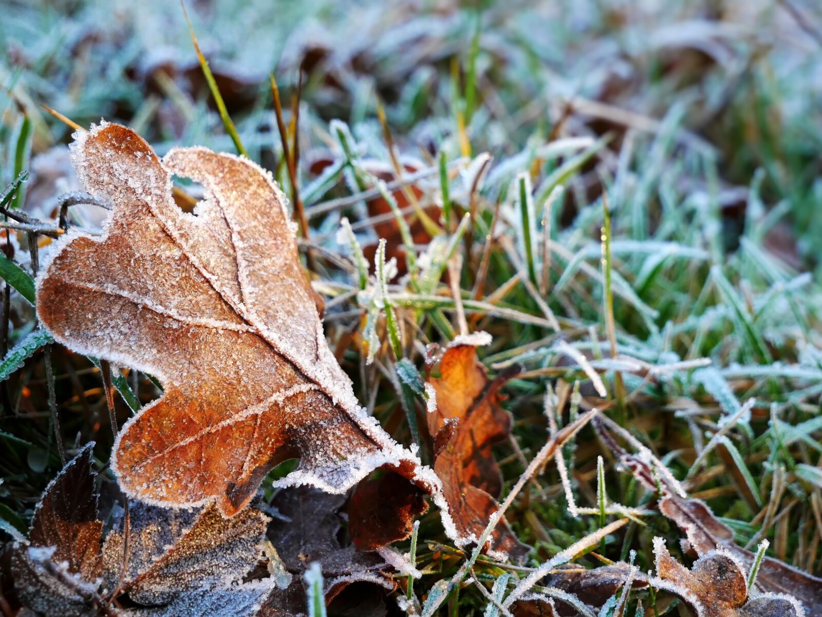 Panasonic Lumix DMC-GX85 (Lumix DMC-GX80 / Lumix DMC-GX7 Mark II) sample photo. Nature, leaf, frost photography