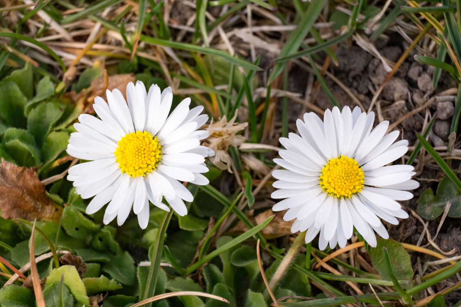 Fujifilm XF 55-200mm F3.5-4.8 R LM OIS sample photo. Flower, daisy, white photography