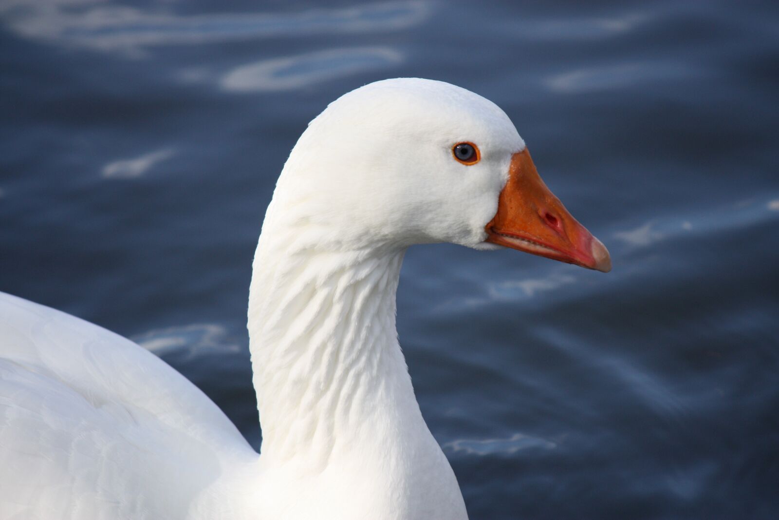 Canon EOS 450D (EOS Rebel XSi / EOS Kiss X2) sample photo. Duck, bird, animal photography