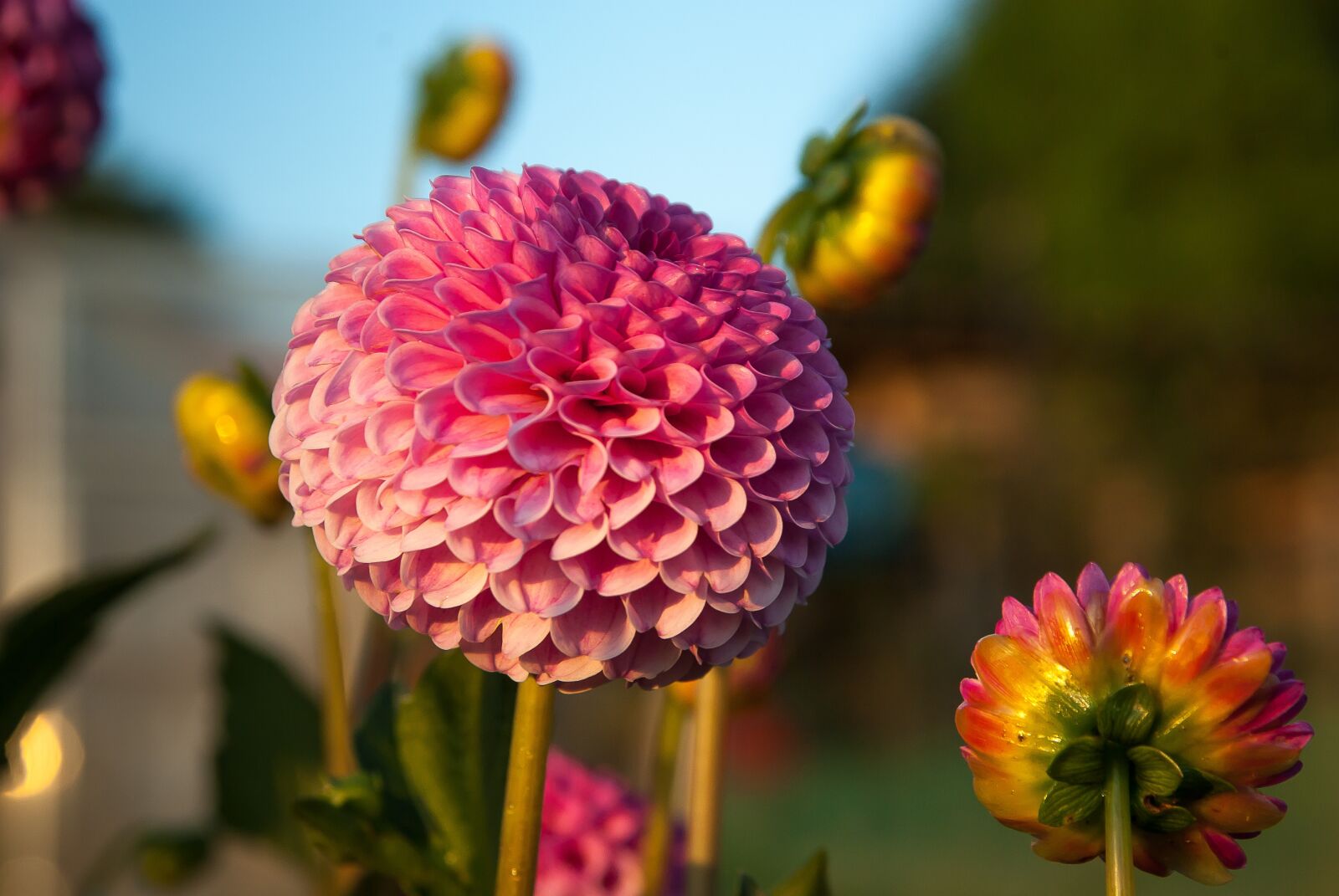 Pentax K10D sample photo. Flowers, dahlias, garden photography