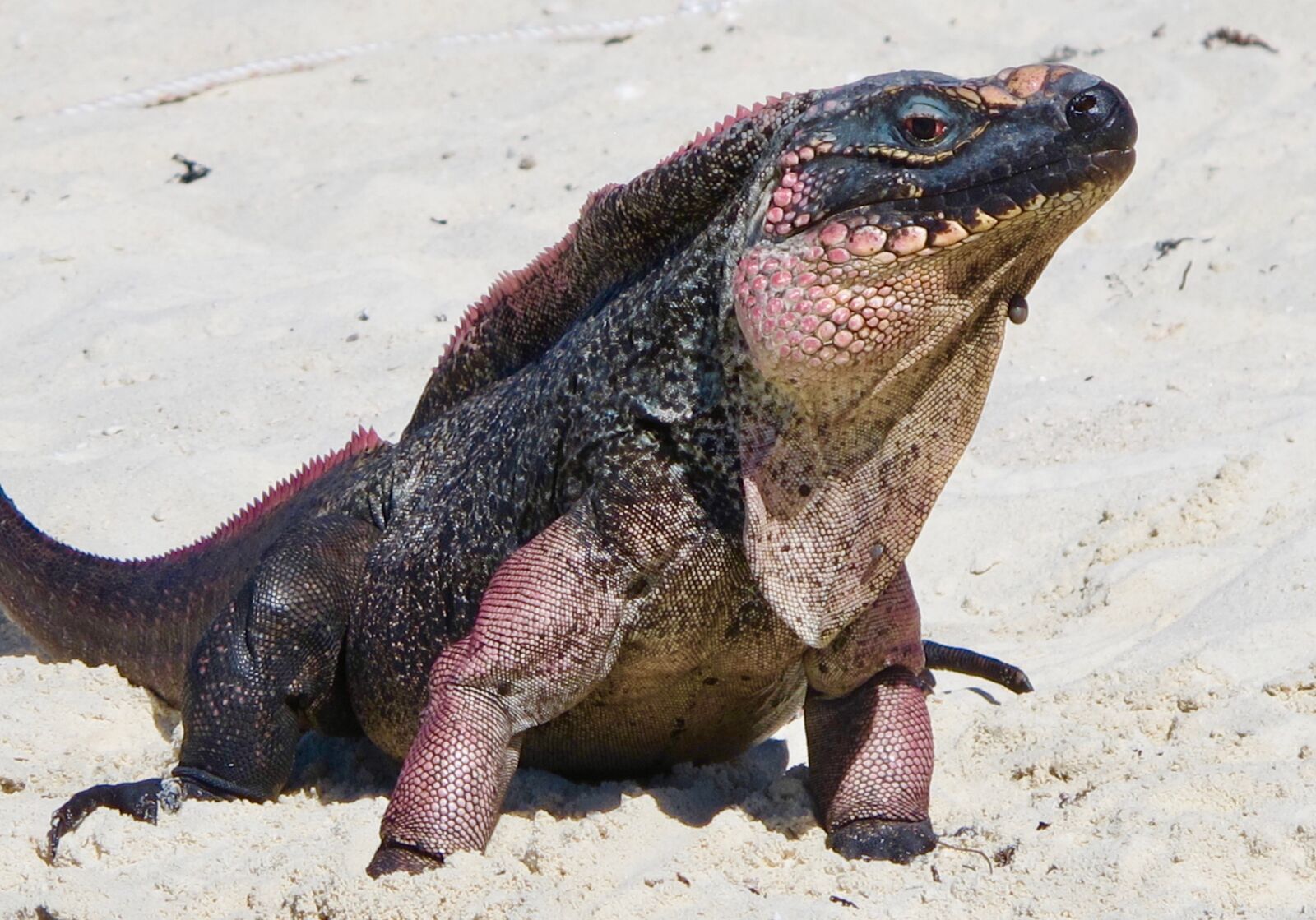 Canon PowerShot G12 sample photo. Iguana, iguana beach, bahamas photography