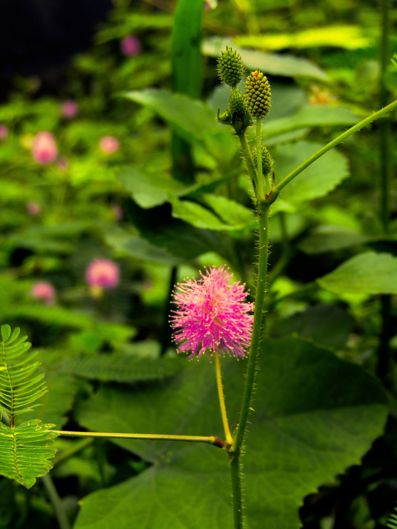 Canon POWERSHOT SX430 IS sample photo. Green, flower, nature photography