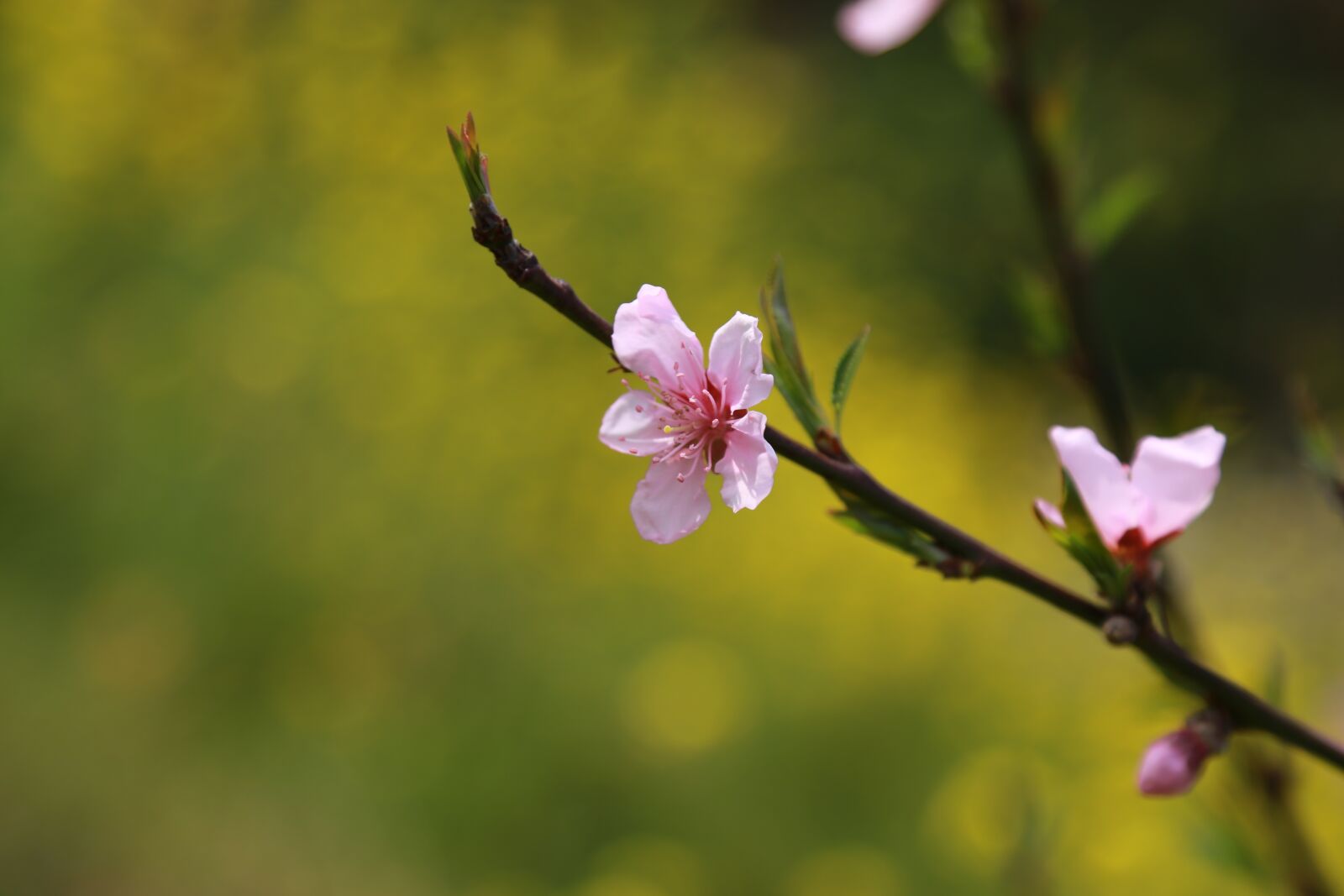Canon EOS 6D + Canon EF 24-105mm F4L IS USM sample photo. Flowers, cherry tree, cherry photography