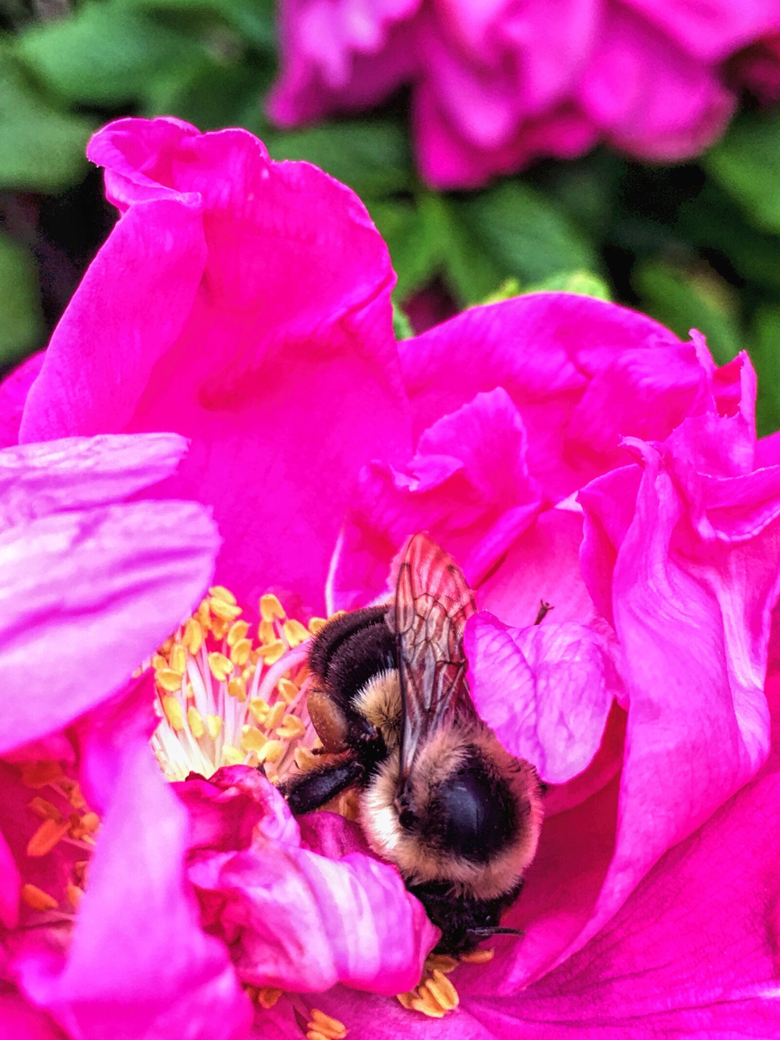 Apple iPhone8,1 sample photo. Bee, rose, garden photography
