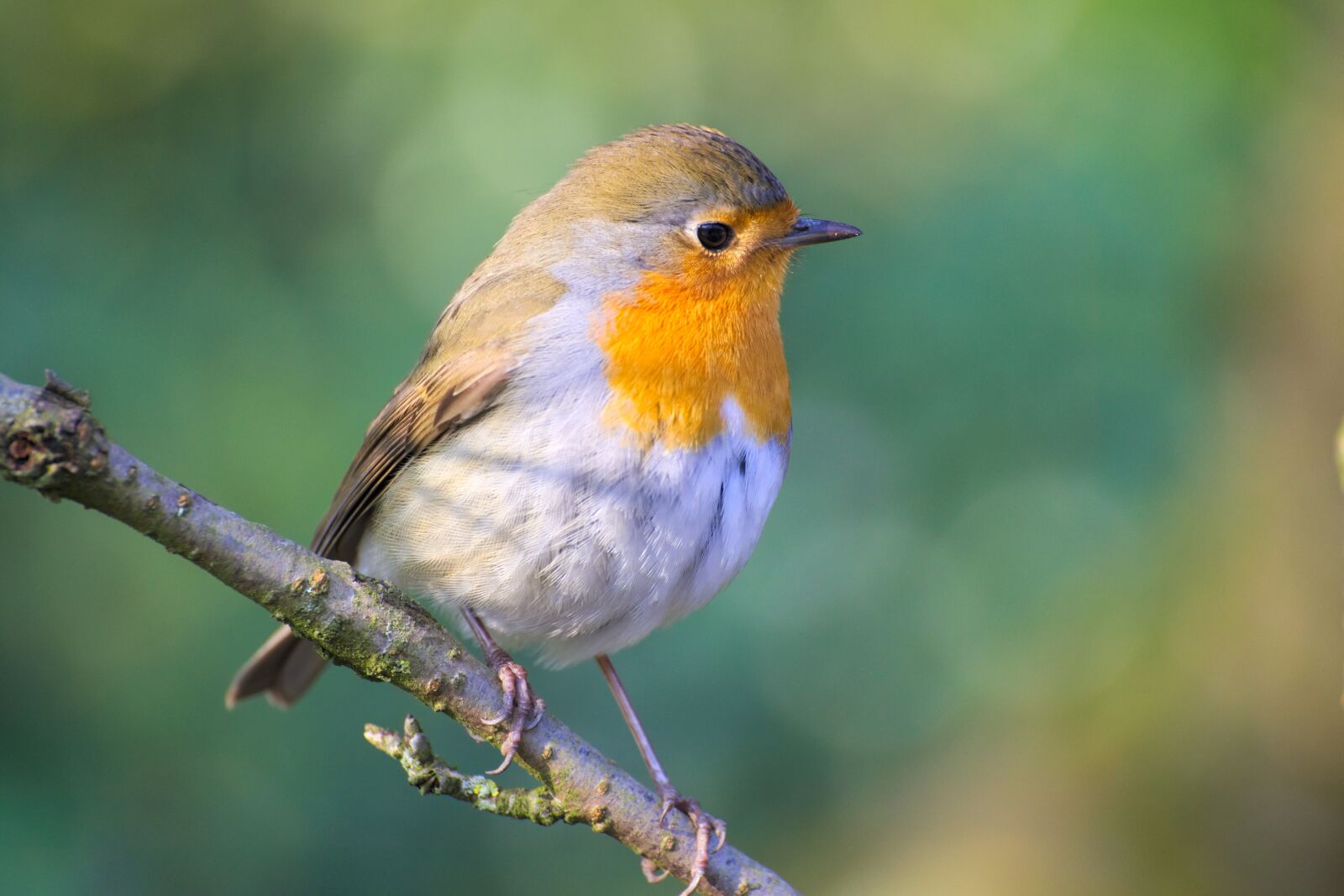 Nikon D600 sample photo. Robin, bird, garden photography