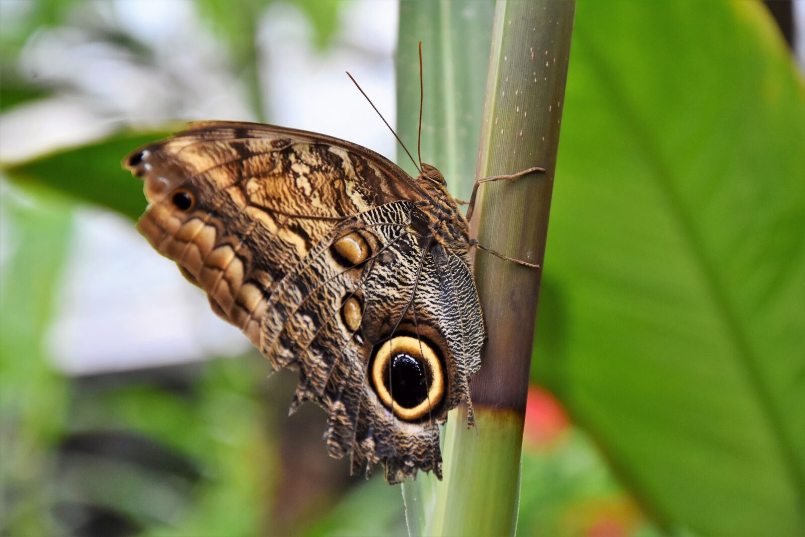 Nikon D7200 sample photo. Butterfly, tropical butterfly, exotic photography