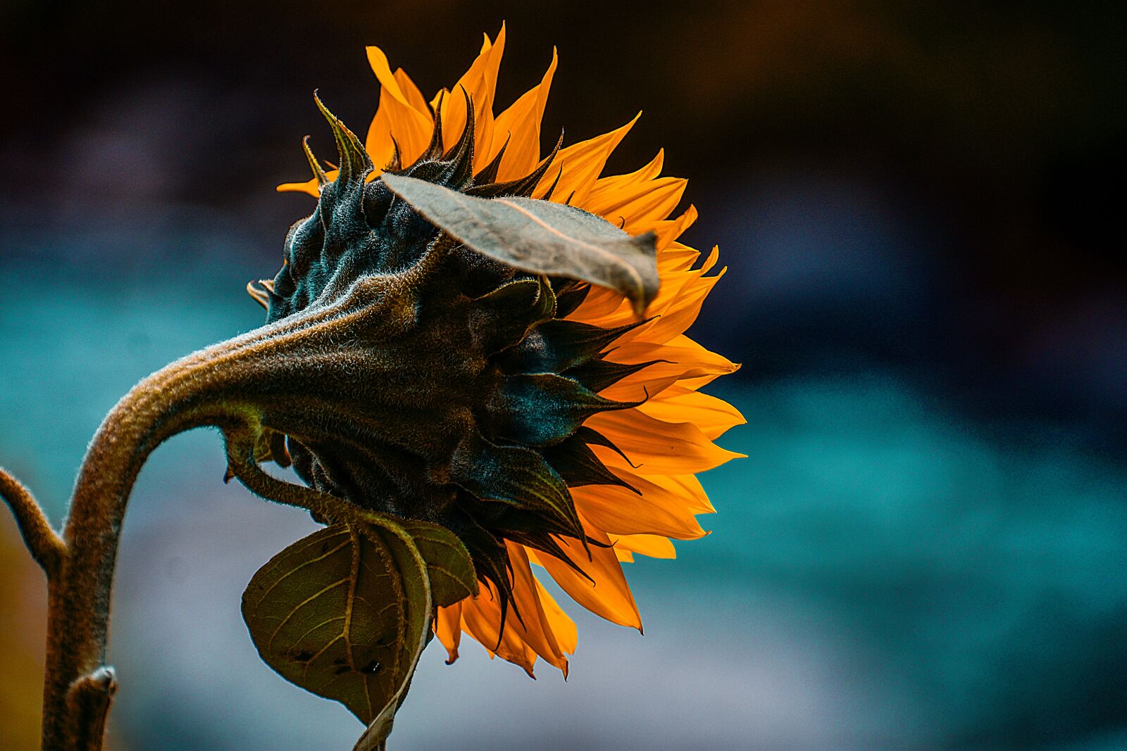 Nikon D3400 sample photo. Sunflower, flower, spring photography