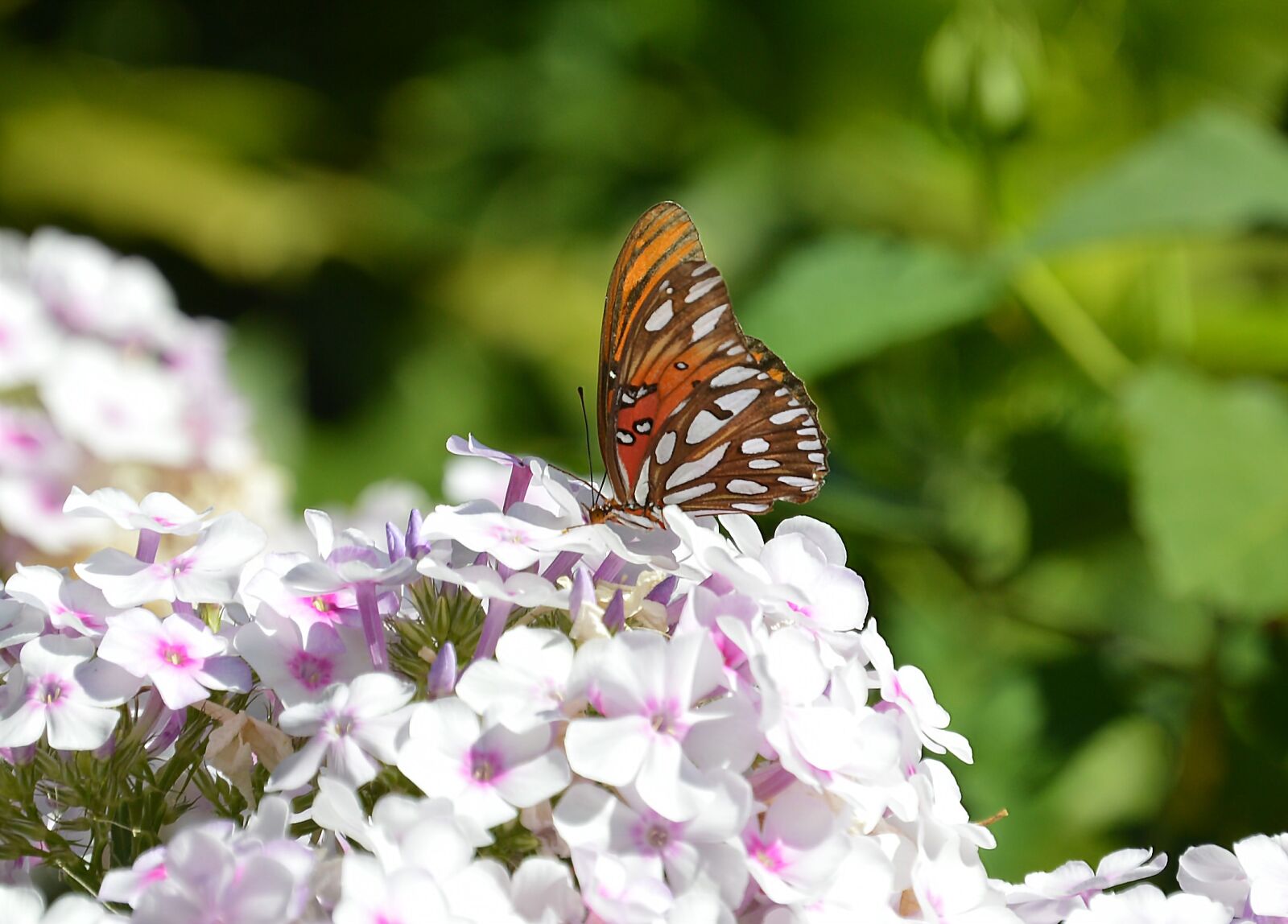 Nikon D3200 sample photo. Butterfly, flowers, monarch photography