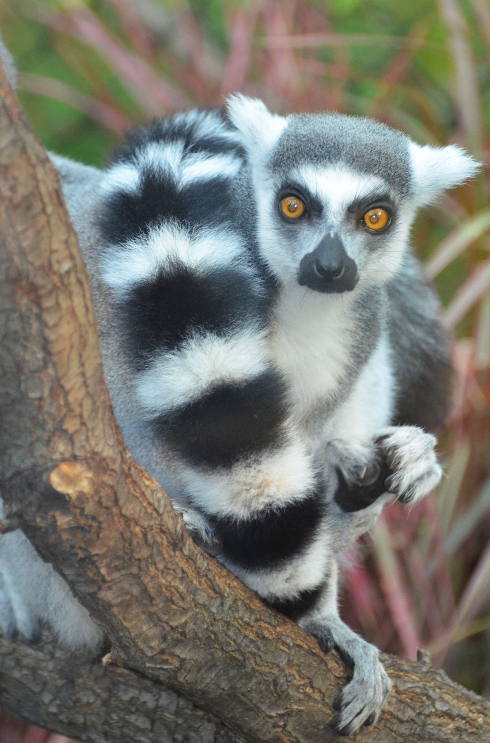 Nikon D5100 sample photo. Maki catta, lemur, madagascar photography
