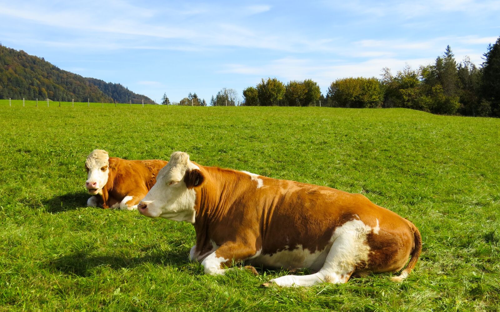 Canon PowerShot SX50 HS sample photo. Animals, cows, pasture photography