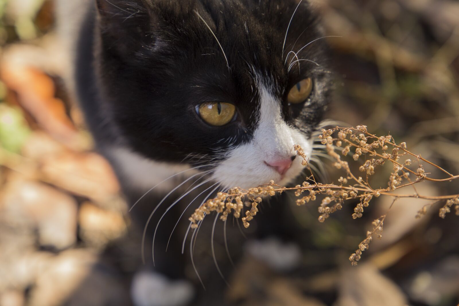 Canon EF 24-105mm F3.5-5.6 IS STM sample photo. Cat, eyes, black and photography