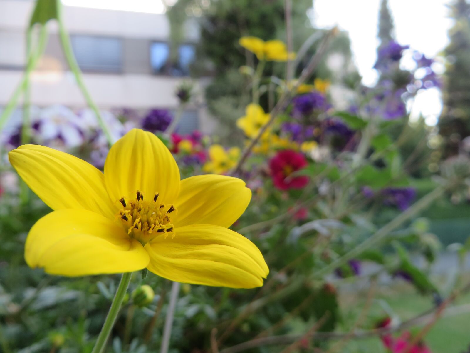 Canon PowerShot SX270 HS sample photo. Flower, plant, nature photography