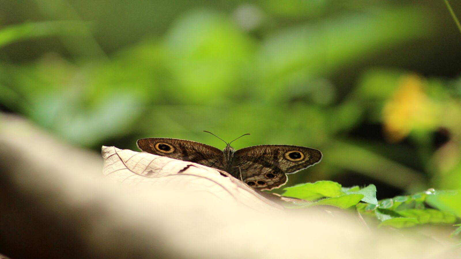 Canon EOS 1300D (EOS Rebel T6 / EOS Kiss X80) sample photo. Butterfly, common, eyes photography