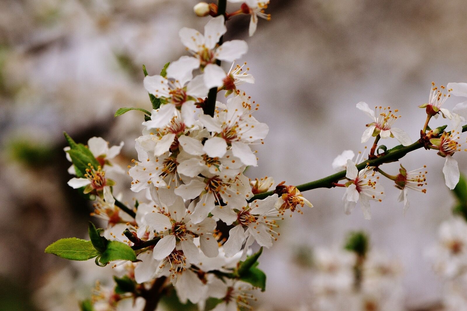 Nikon D3200 sample photo. Spring, blossom, bloom photography