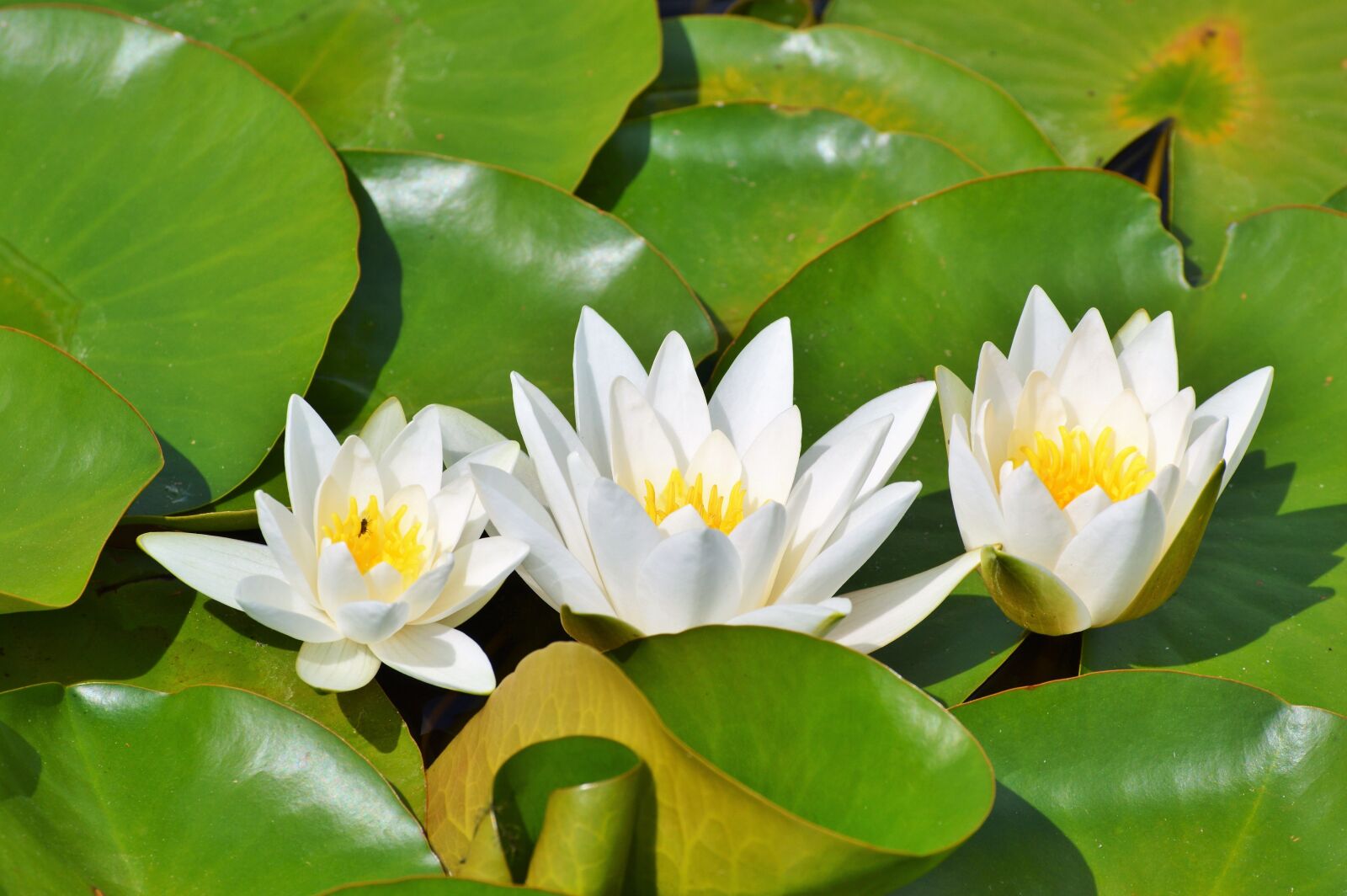 Nikon D3200 sample photo. Water lily, rose, flower photography
