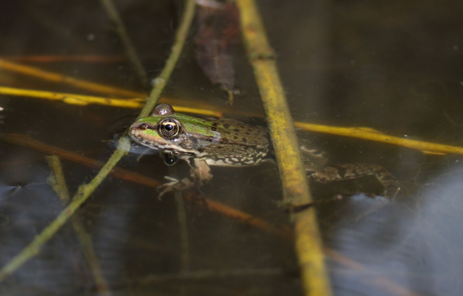 Canon EF-S 60mm F2.8 Macro USM sample photo. Frog, green, lake photography