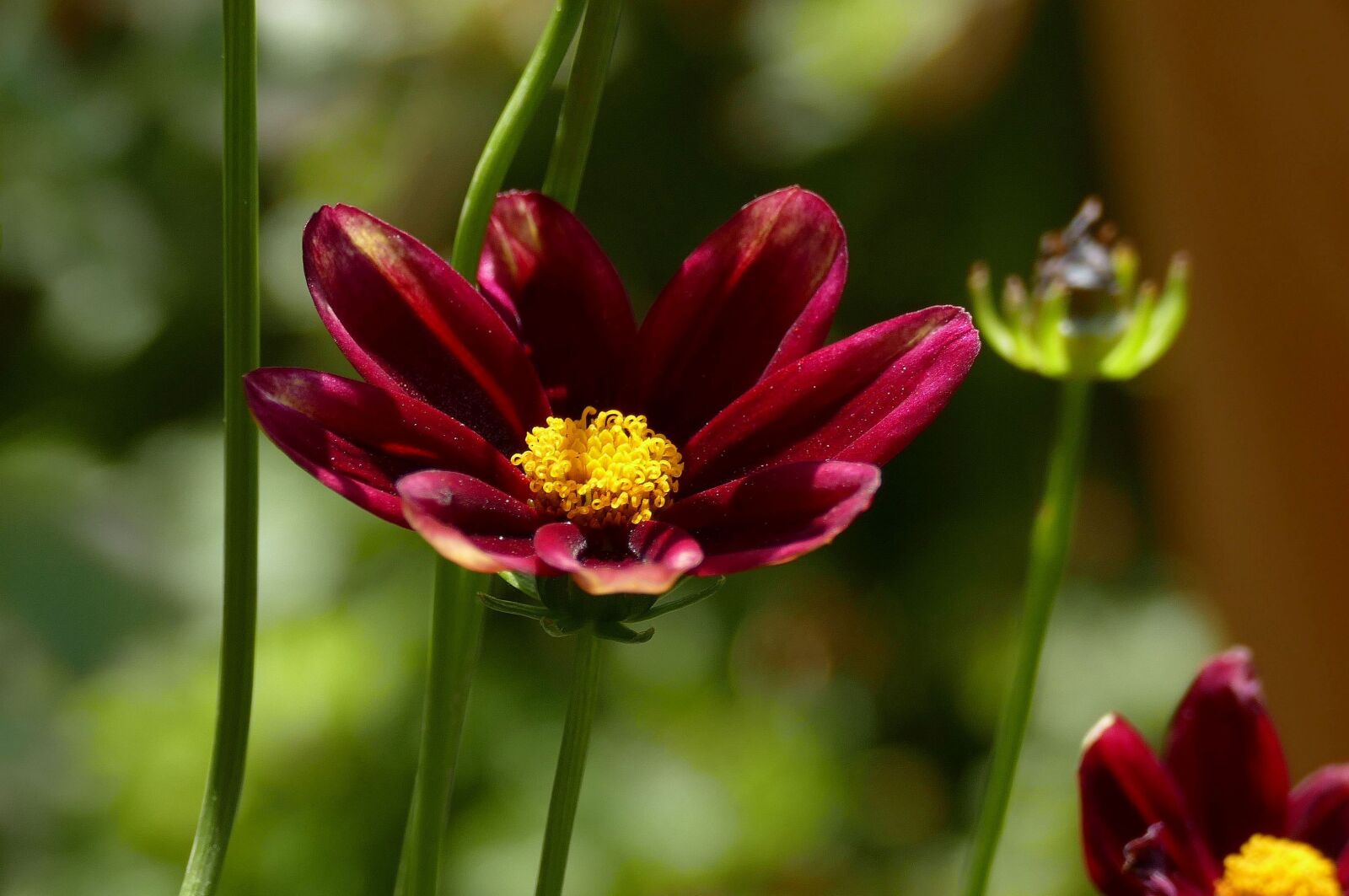 Panasonic Lumix DMC-FZ1000 sample photo. Red eye girl, garden photography
