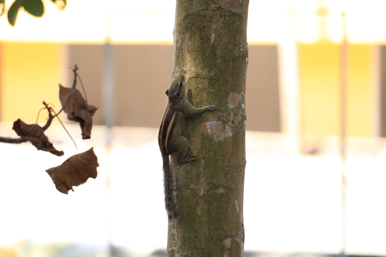 Canon EOS 250D (EOS Rebel SL3 / EOS Kiss X10 / EOS 200D II) sample photo. Kerala, squirrel, tree photography