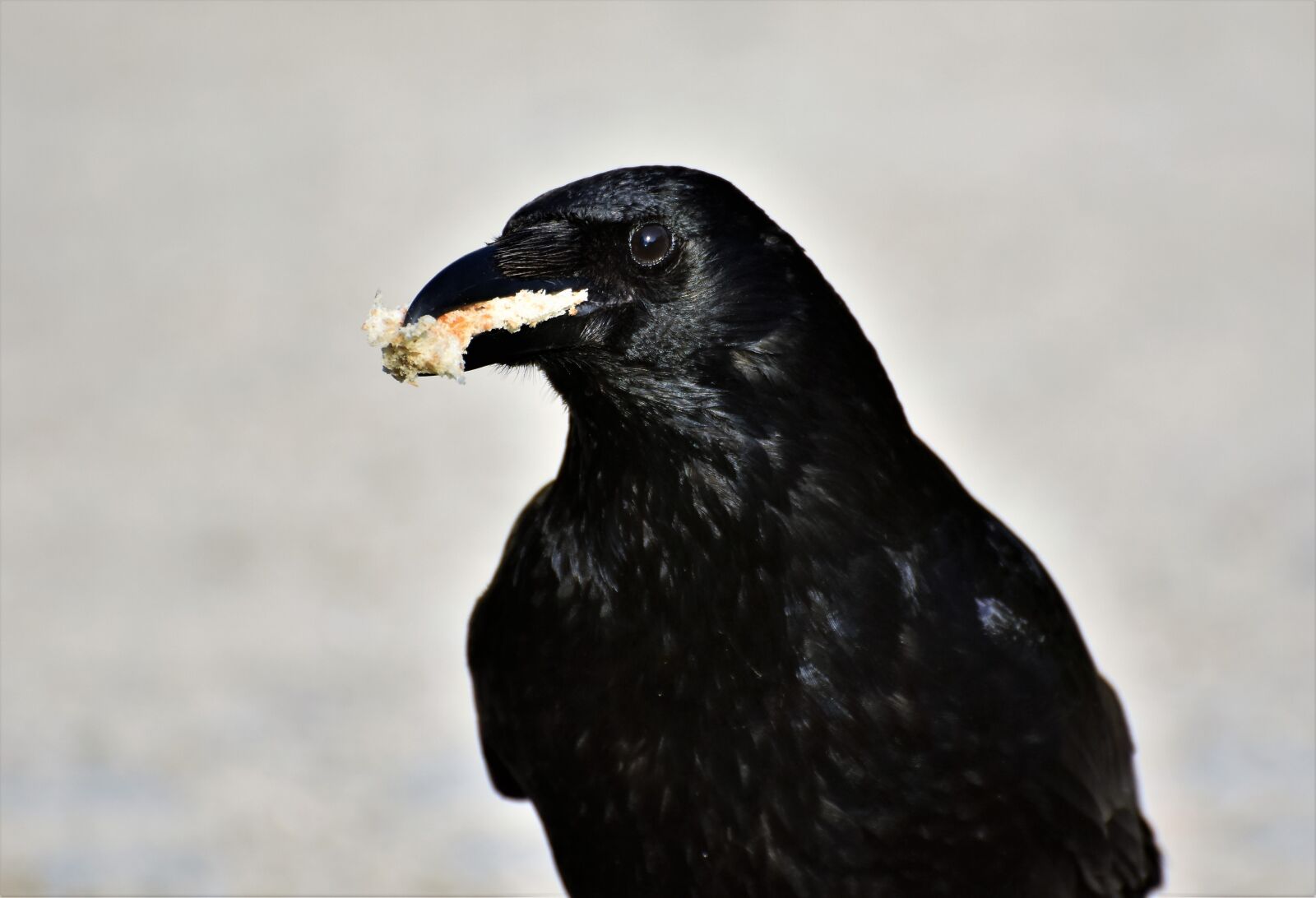 Nikon D7200 sample photo. Crow, raven, raven bird photography