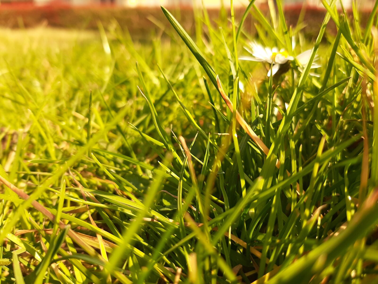 Samsung Galaxy A50 sample photo. Grass, prato, flower photography