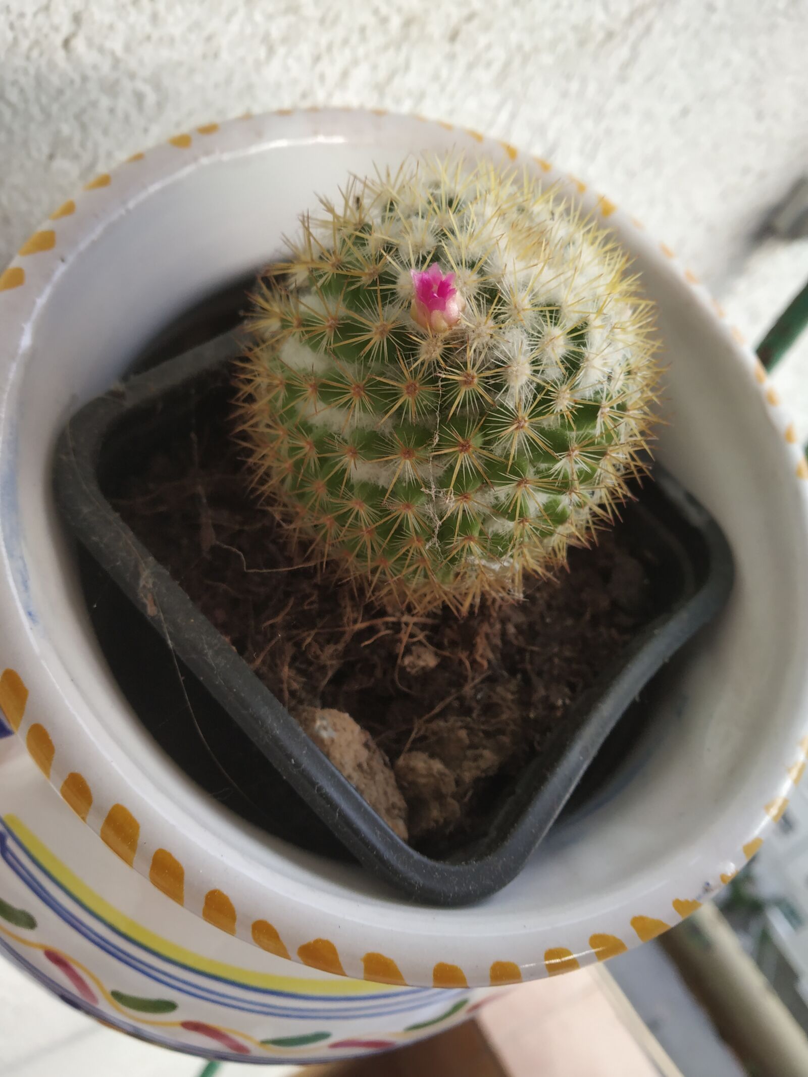 Xiaomi Redmi Note 5 Pro sample photo. Cactus, flower, flowerpot photography