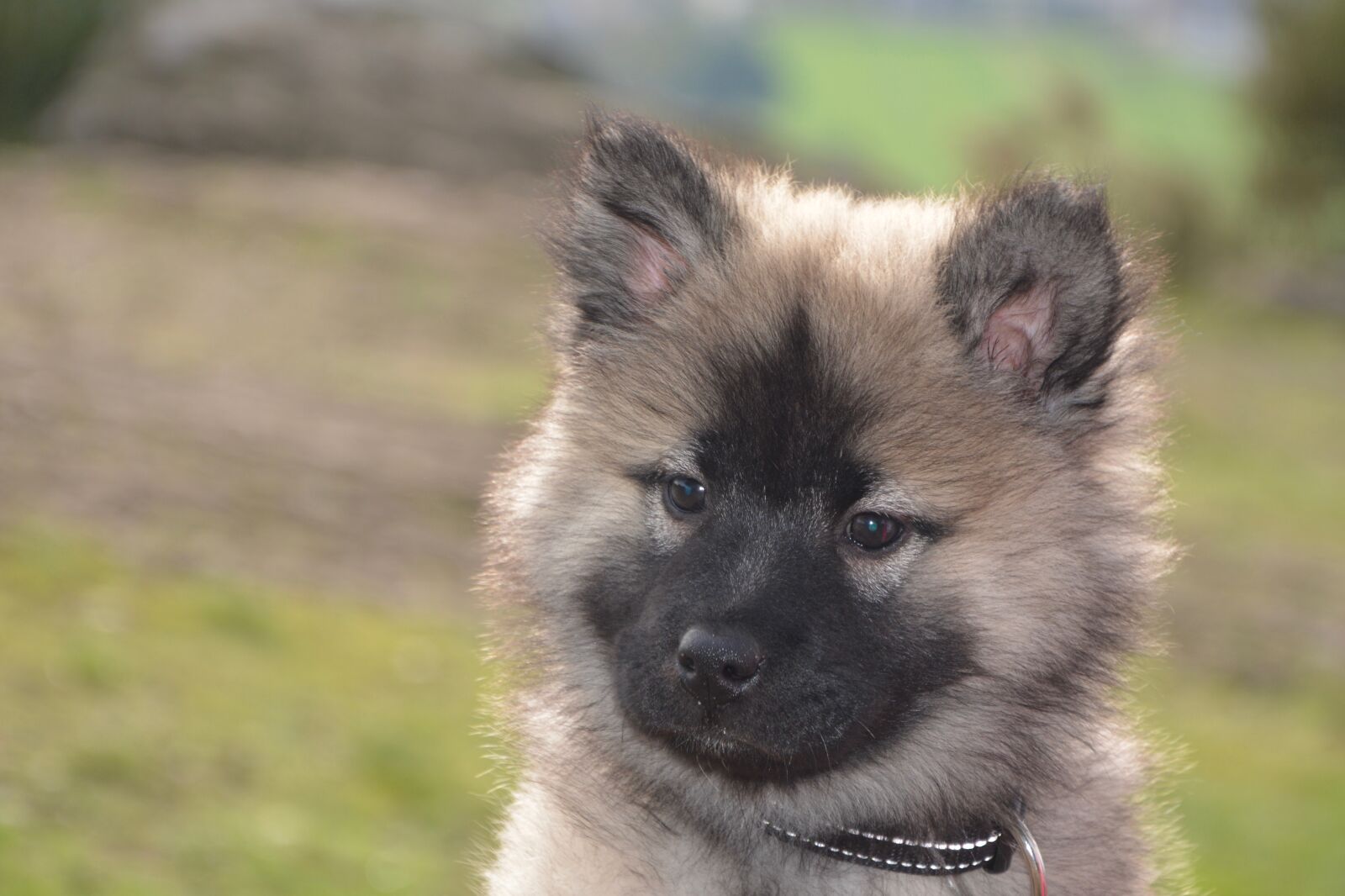 Nikon D5200 sample photo. Dog, pup, bitch nova photography