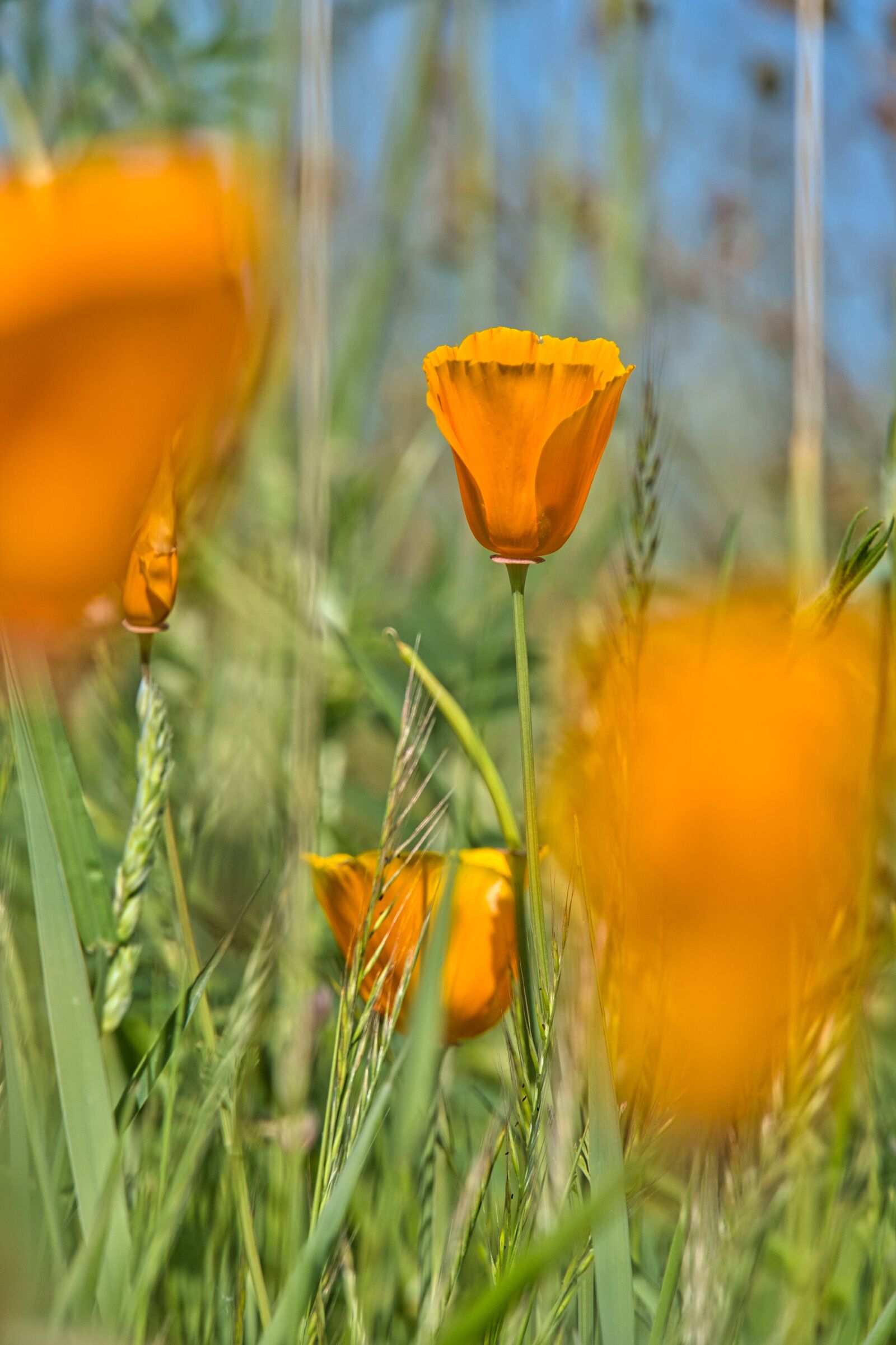 Sony a6400 sample photo. Poppies, yellow poppies, american photography