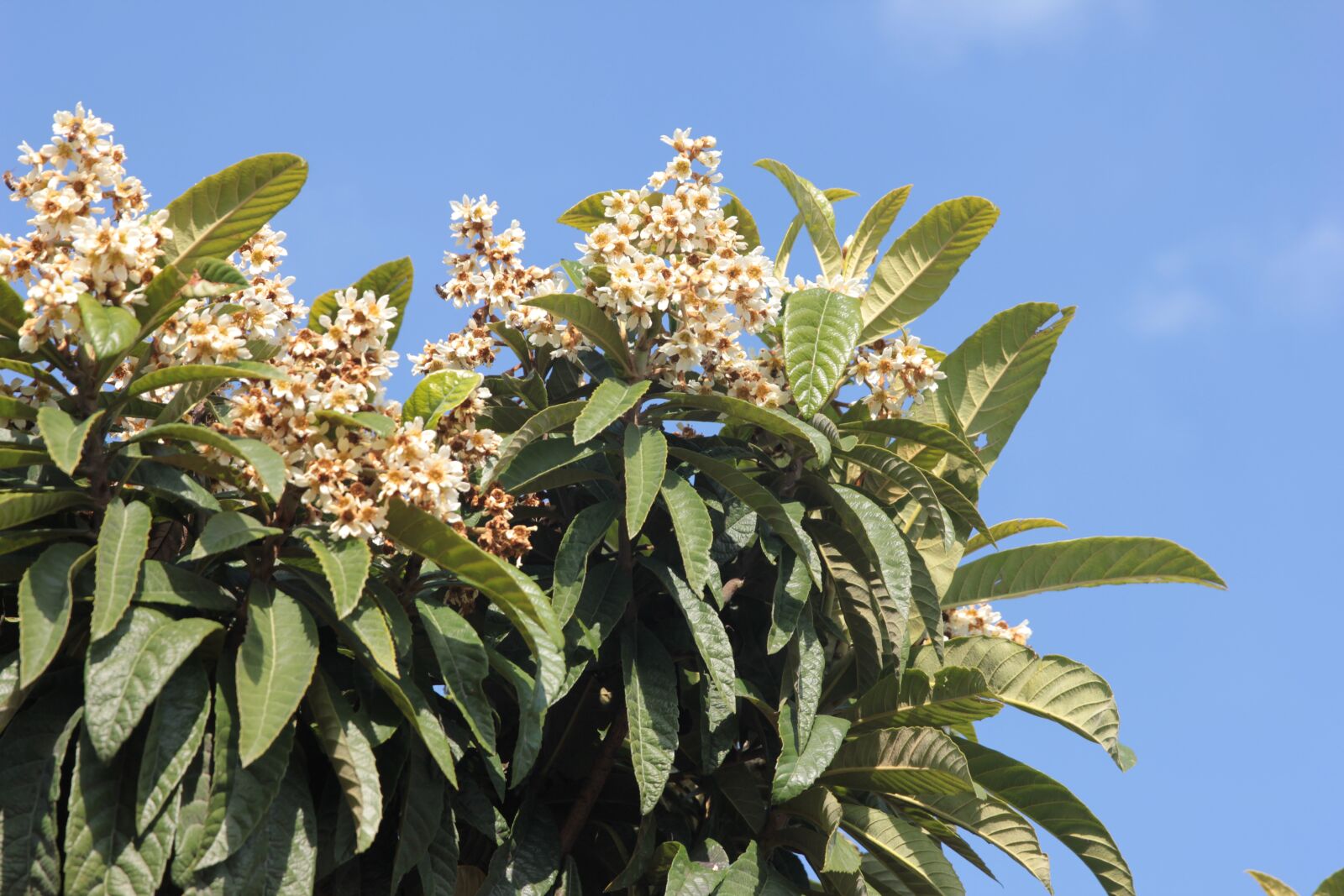 Canon EOS 550D (EOS Rebel T2i / EOS Kiss X4) sample photo. Eriobotrya japonica, fruit, loquat photography