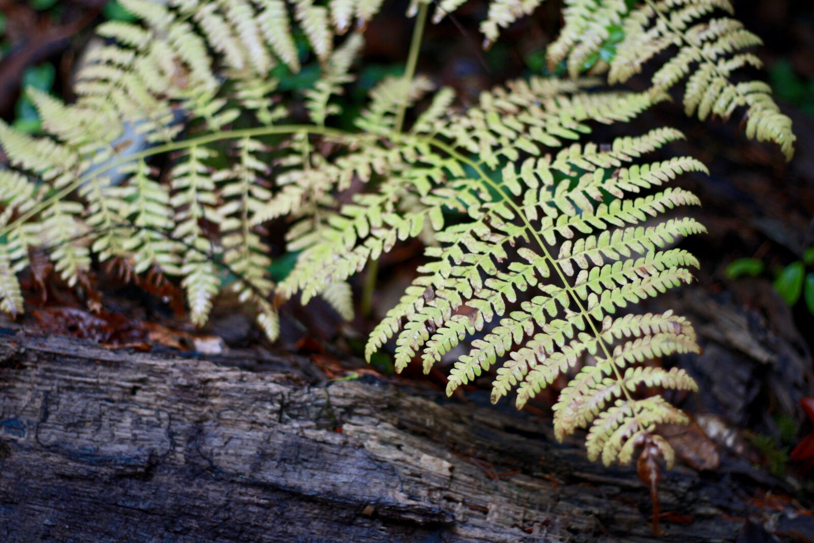 Canon EOS 650D (EOS Rebel T4i / EOS Kiss X6i) + Canon EF 50mm F1.8 STM sample photo. Fern, forest, california photography